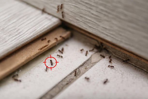 Best Local Pest Control Services  in Cudahy, CA