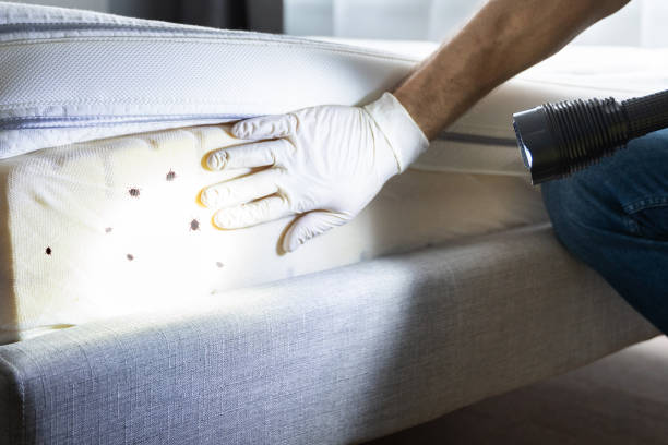 Wasp Removal Services in Cudahy, CA